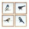 Melrose Framed Bird Print Square Wall Decorations - 9.5" - Set of 4